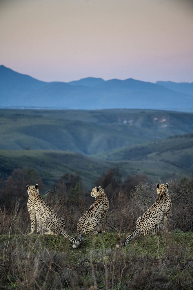 Cheetah brother coalition