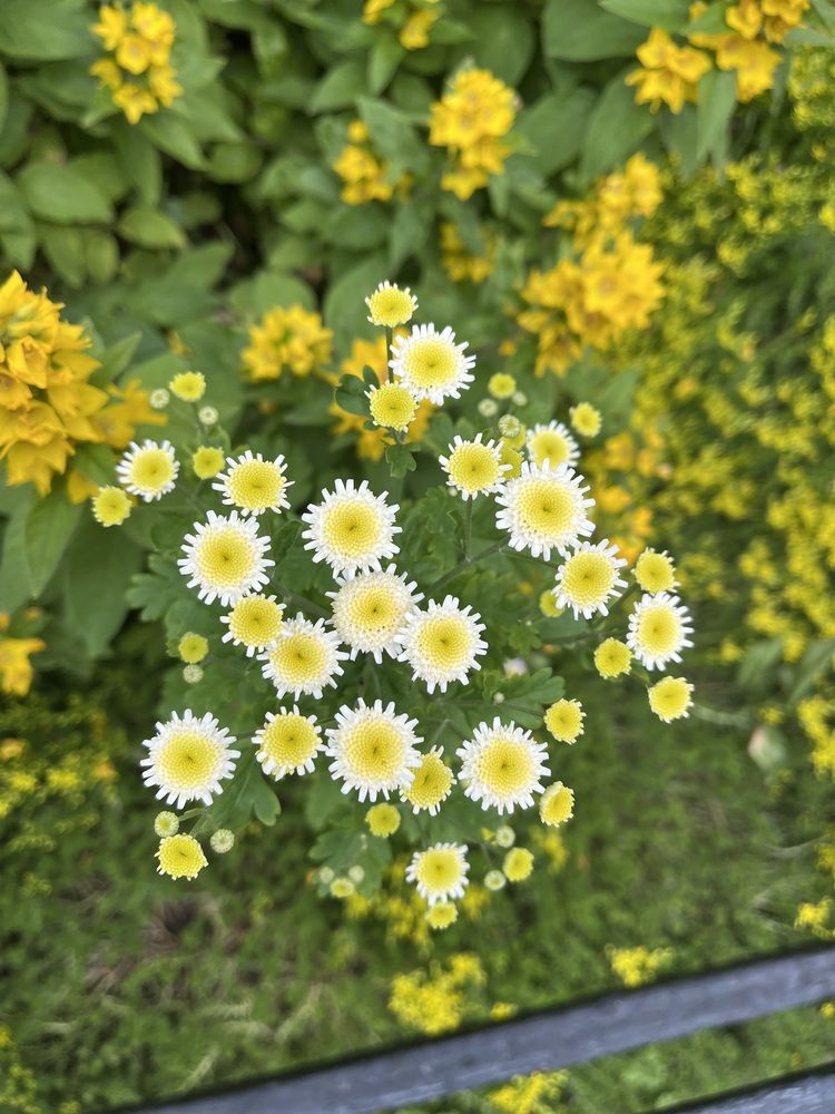 Фотография автора Irina Ginbert