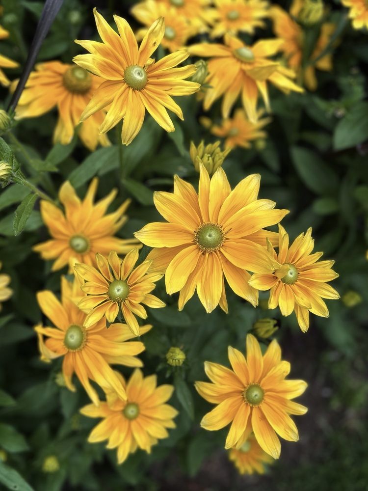 Photograph by Эльза Трисантович