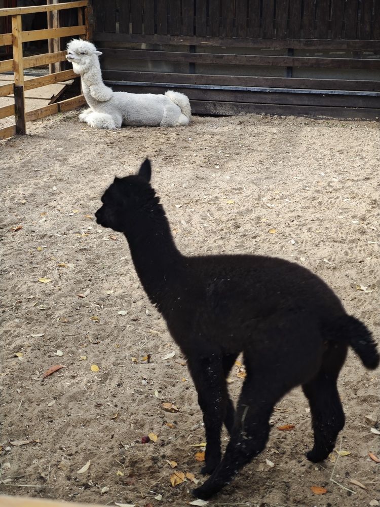 Photograph by Елена Шоколенко