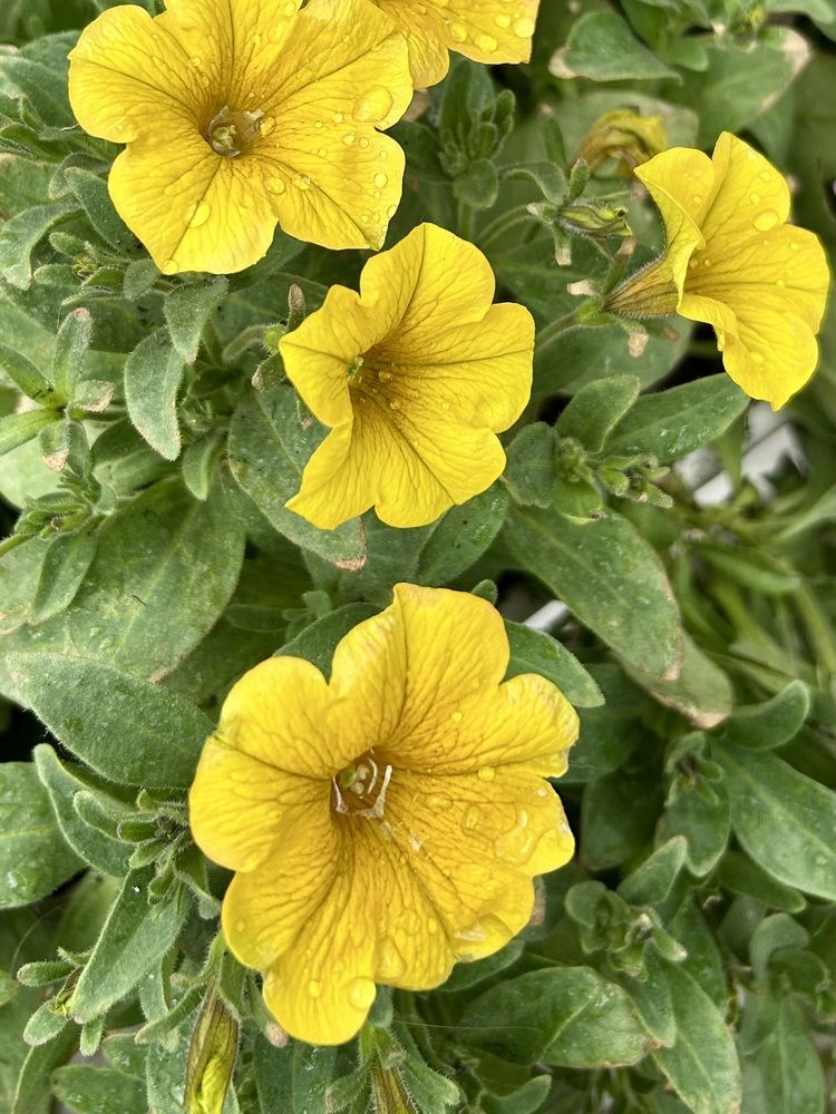 Photograph by Эльза Трисантович