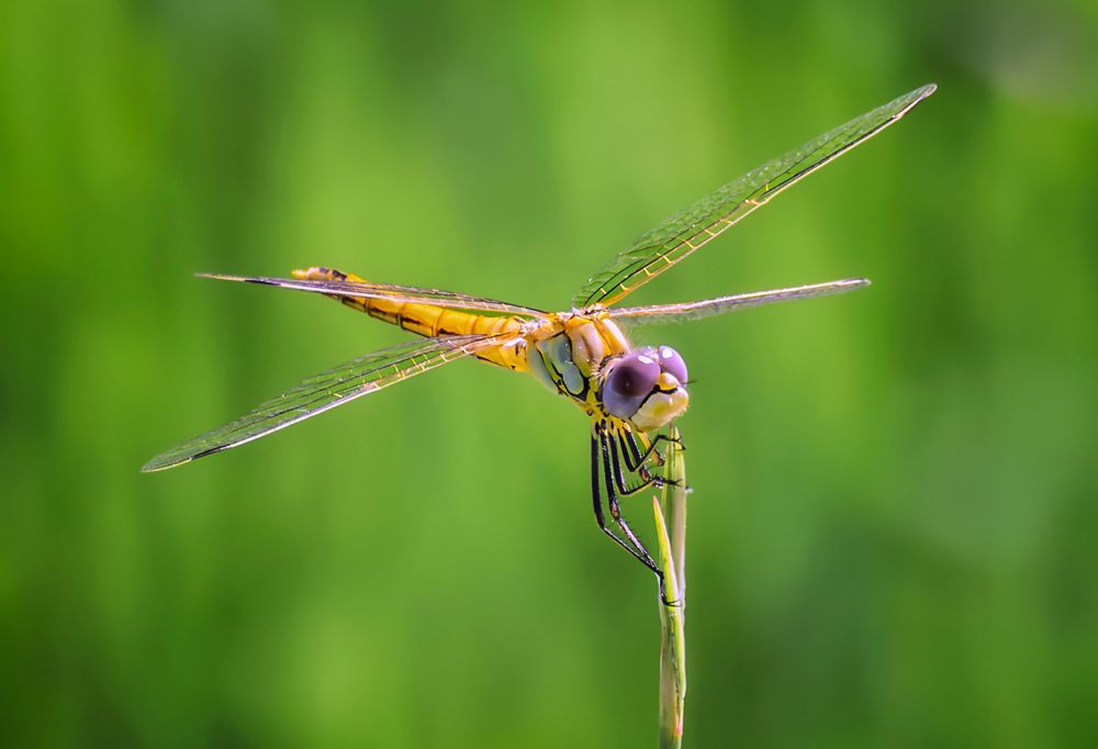 Photograph by Марина Ческис