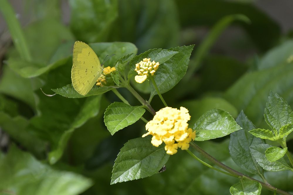 Photograph by Sudhakaran Kookiri
