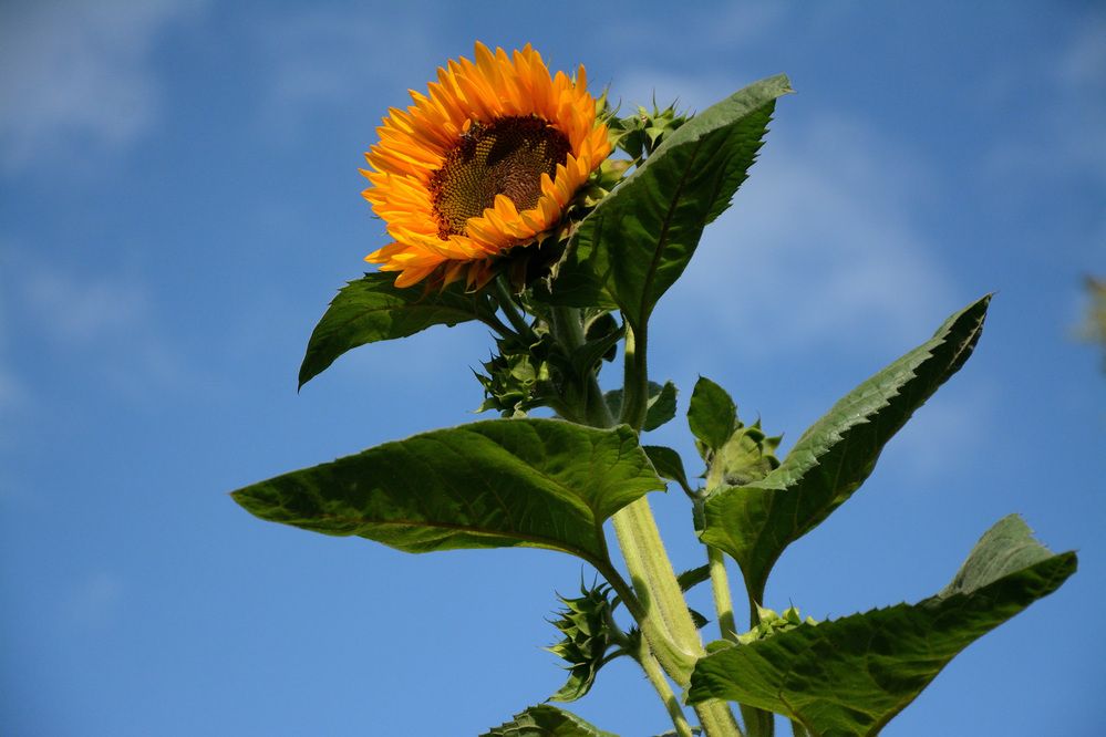 Photograph by Sudhakaran Kookiri