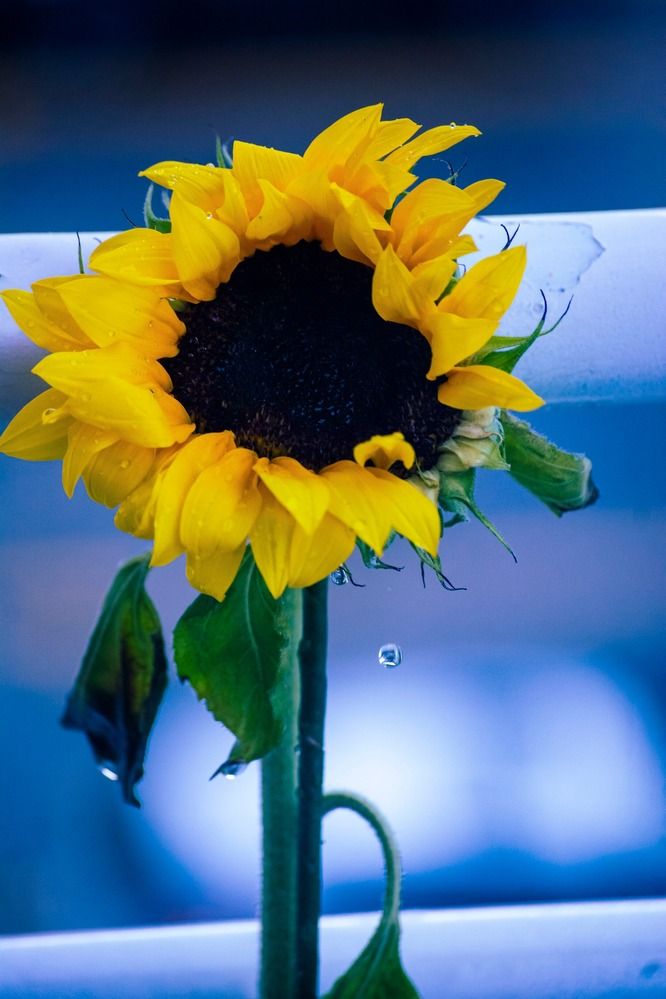 Photograph by Luis Alfredo Morales Torres