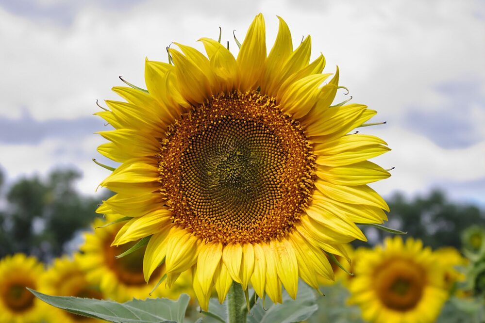 Photograph by Евгений Беленков