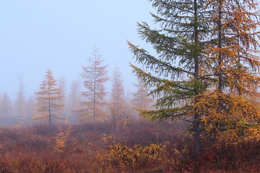 Photograph by Александр Велигура