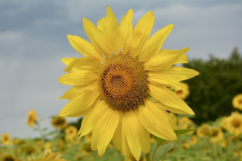 Photograph by OLGA LIZ