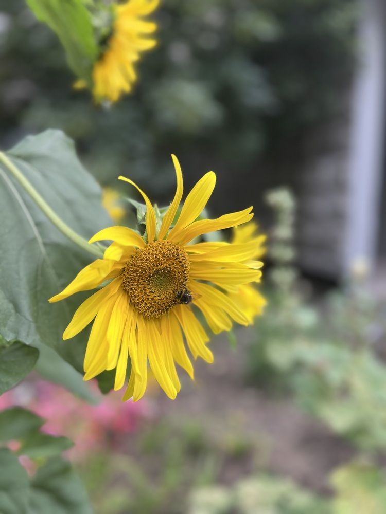 Фотография автора Irina Ginbert