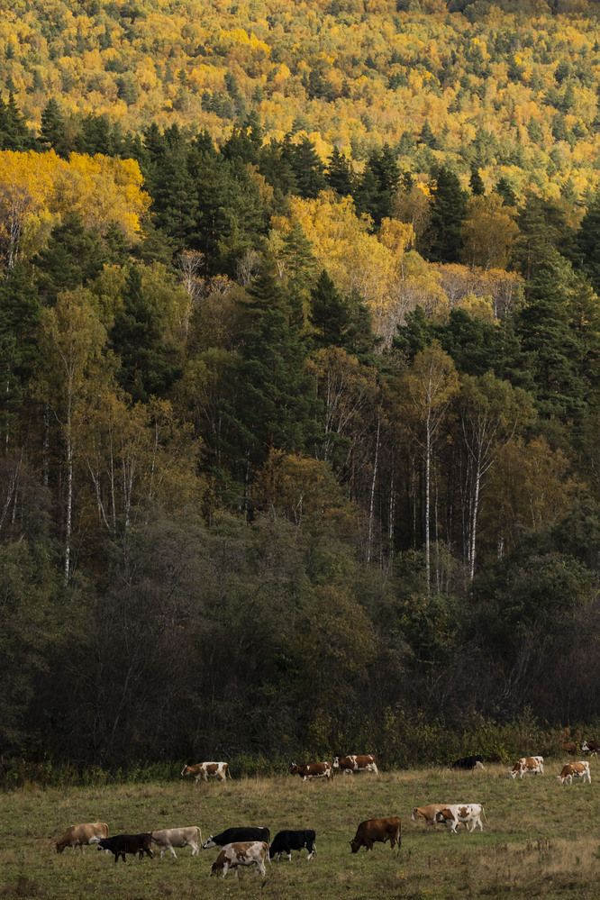 Photograph by Елена Перминова