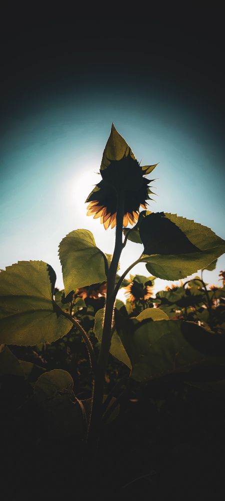 Photo #12609606