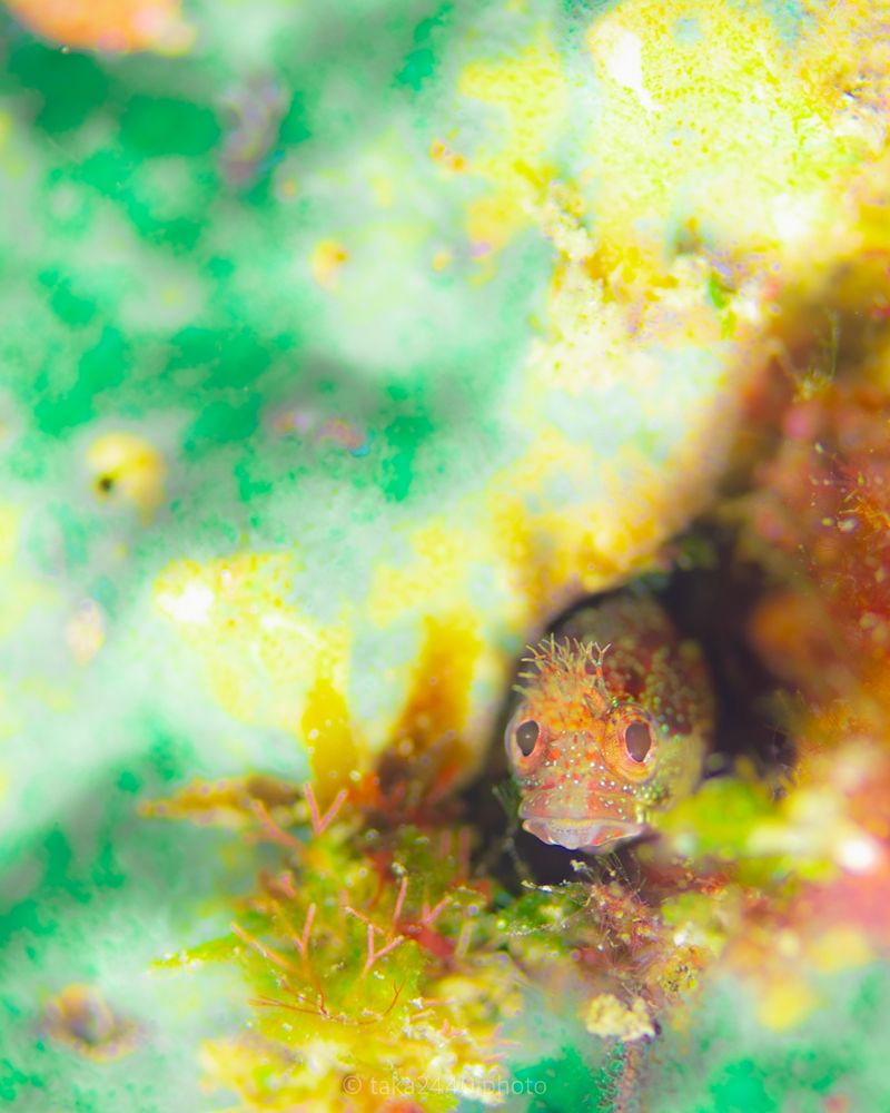 Photograph by nishijima takayuki