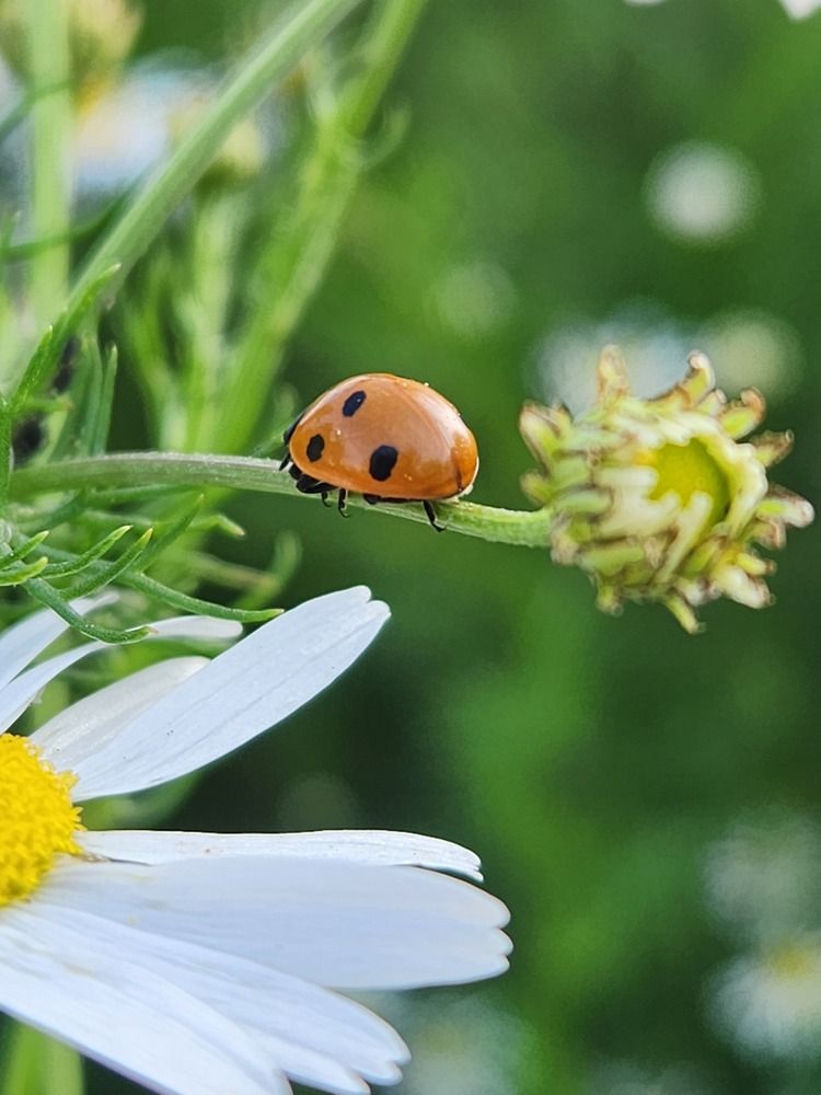 Photograph by Елена Беланенко