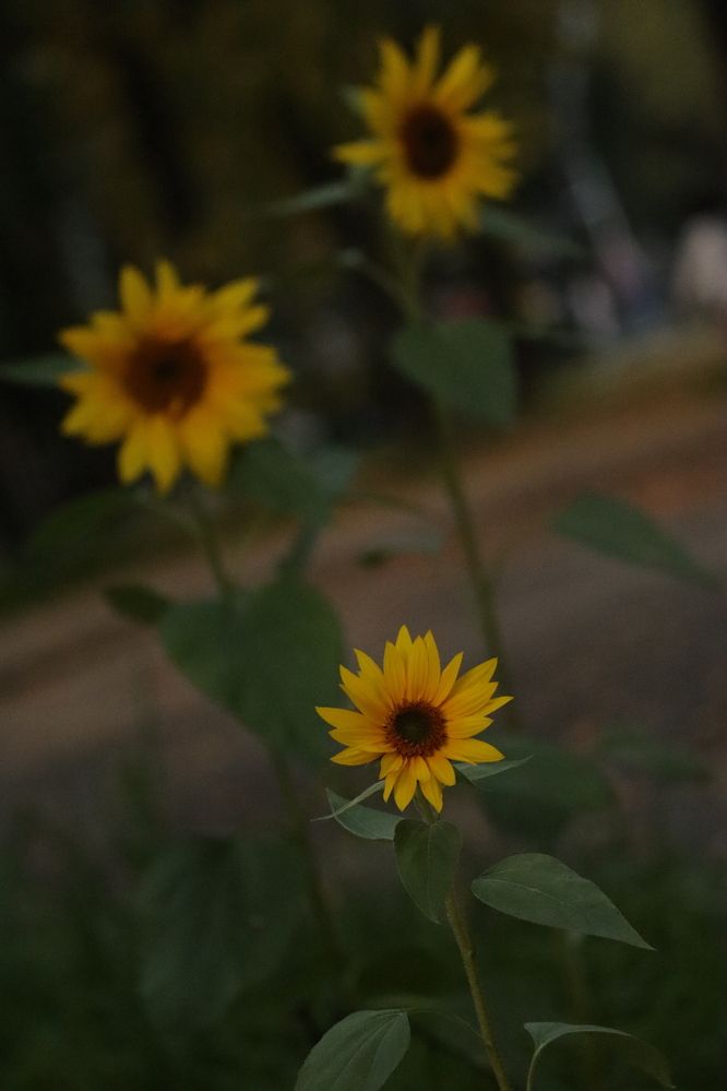 Photograph by Екатерина Александровна