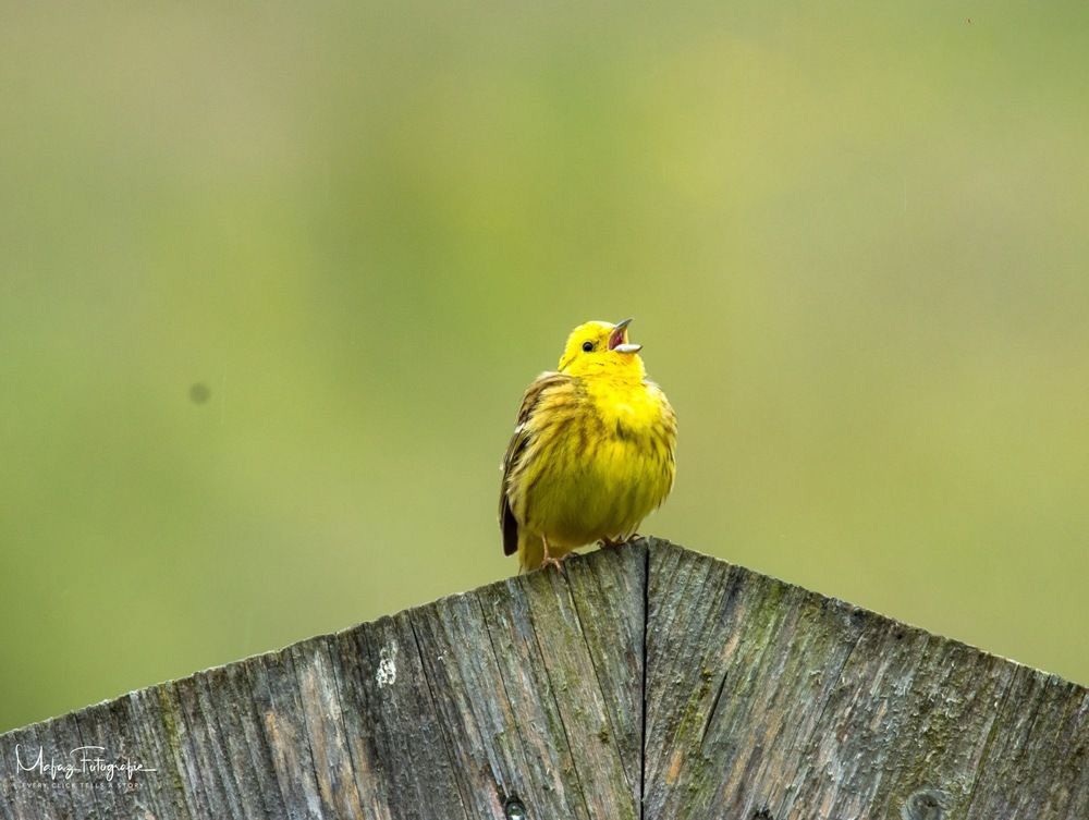 Photograph by Mafaz Abdeen