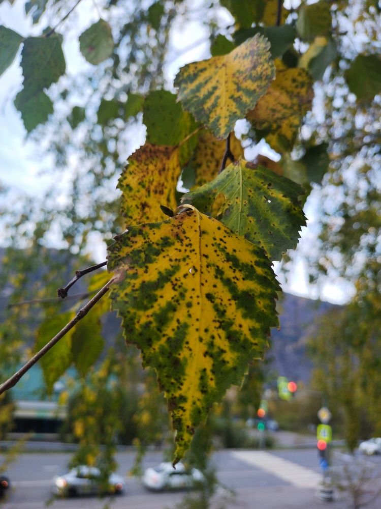 Фотография автора Мария Клеба