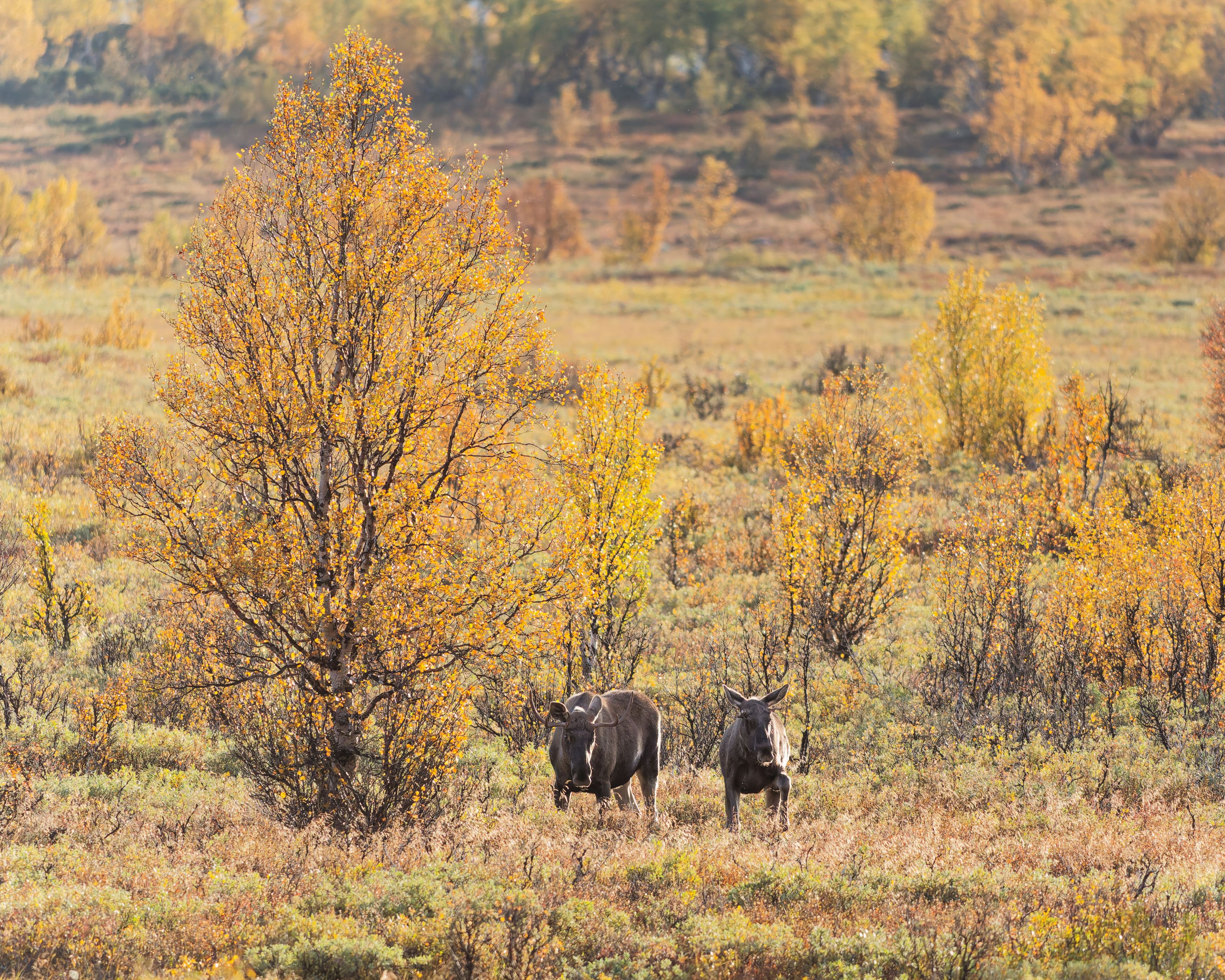 Photograph by Jørgen Hovde