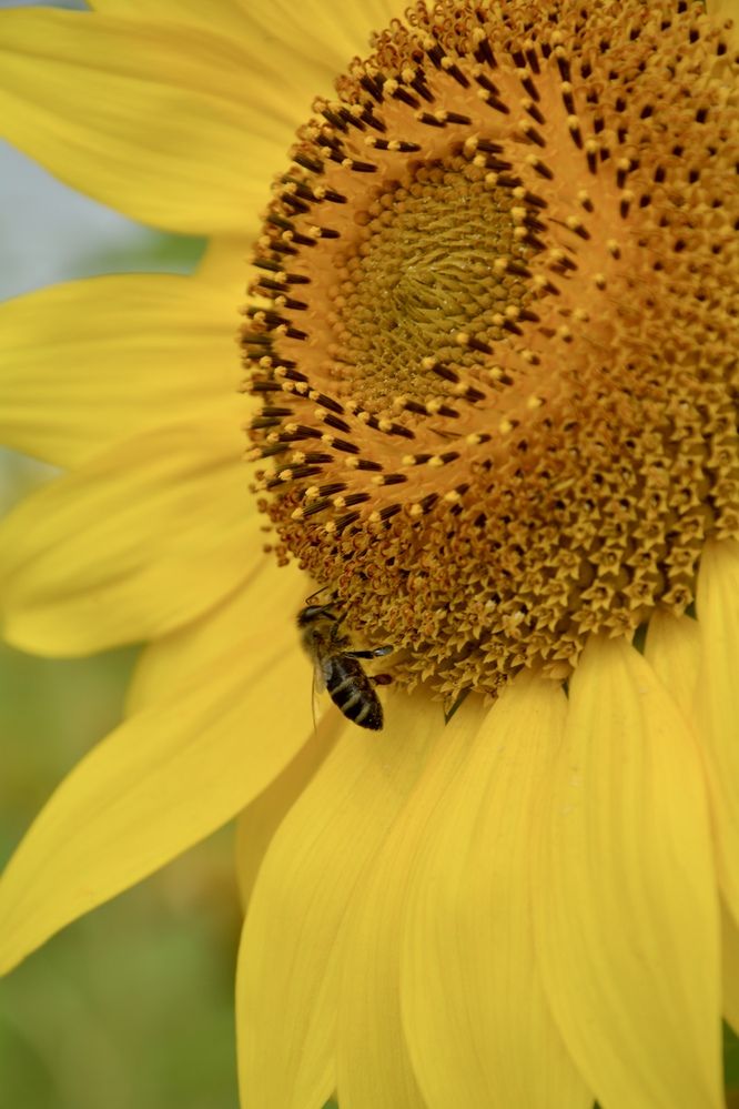 Photograph by OLGA LIZ