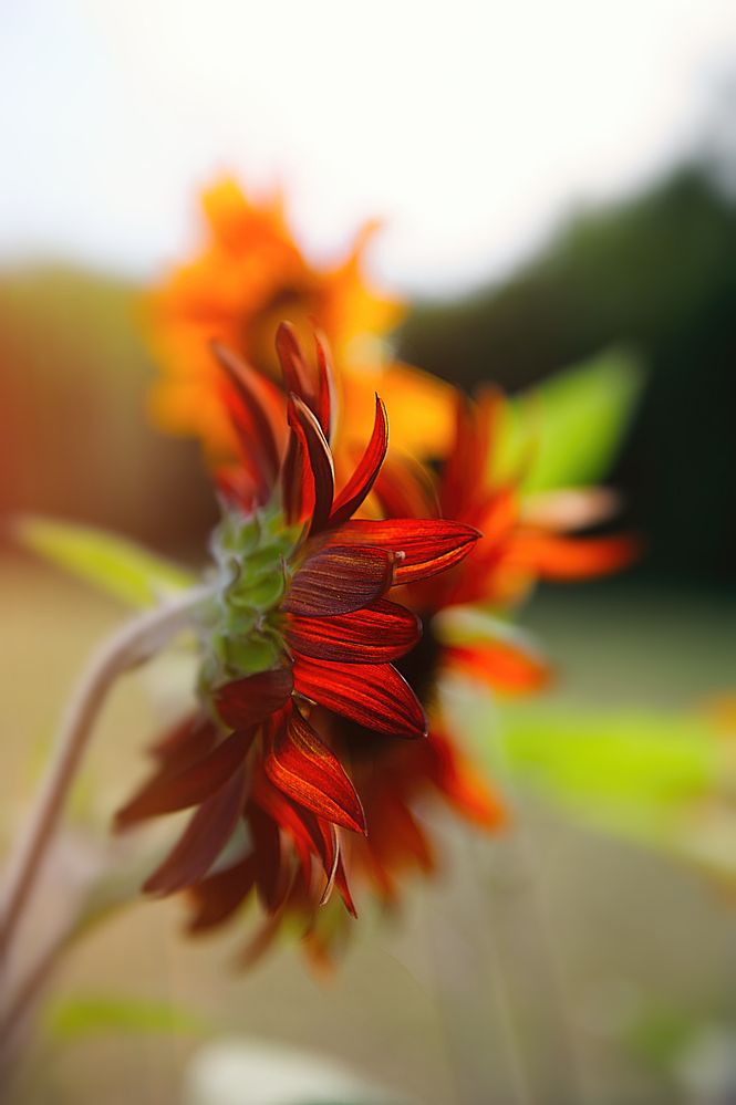 Photograph by Ирина