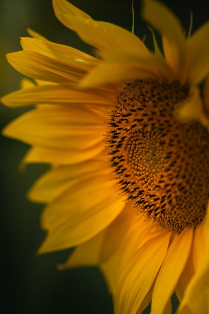 Photograph by Angelina Bukina