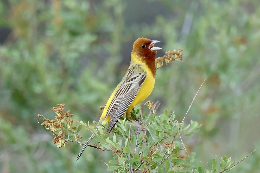 Фотография автора Голубков Леонид