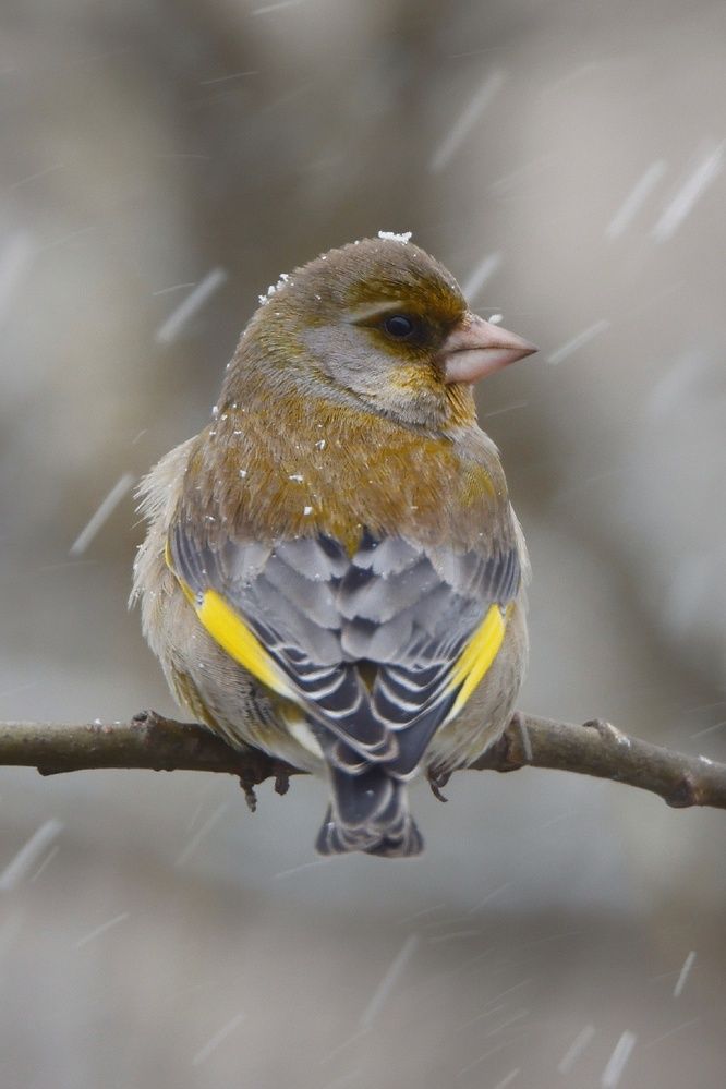 Photograph by Микрокосмос Владимир