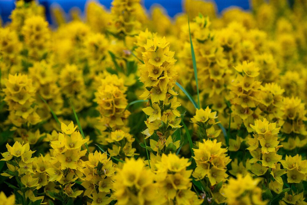 Photograph by Максим Шевченко