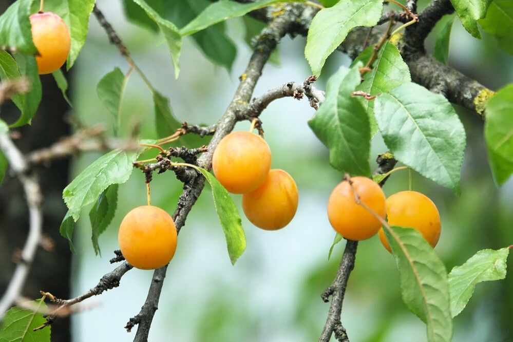 Photograph by jelena konickaja