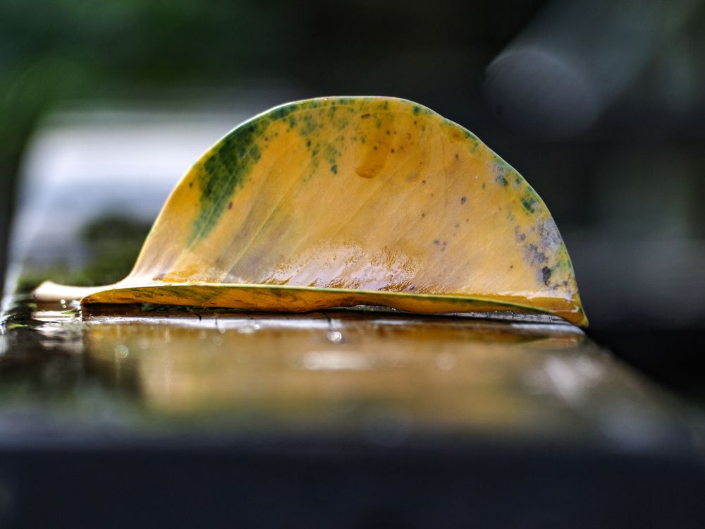 Photograph by Lev Tsenter