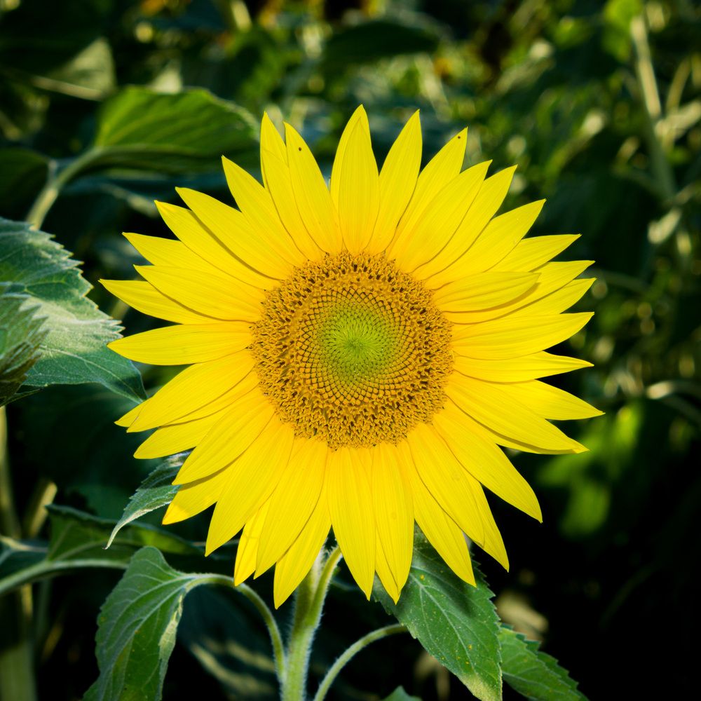 Фотография автора Minja Jovetic