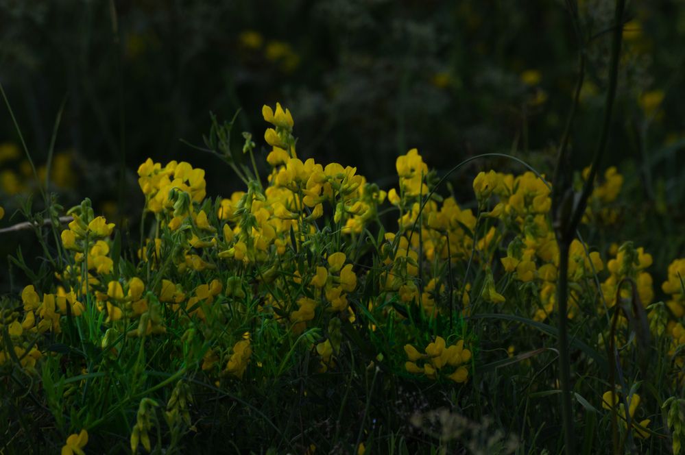 Photograph by Екатерина Казарцева