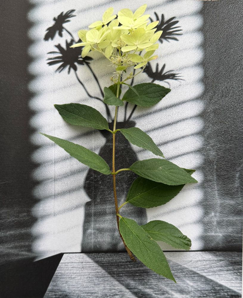 Photograph by Ольга Кудіна