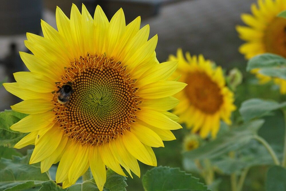 Photograph by jelena konickaja