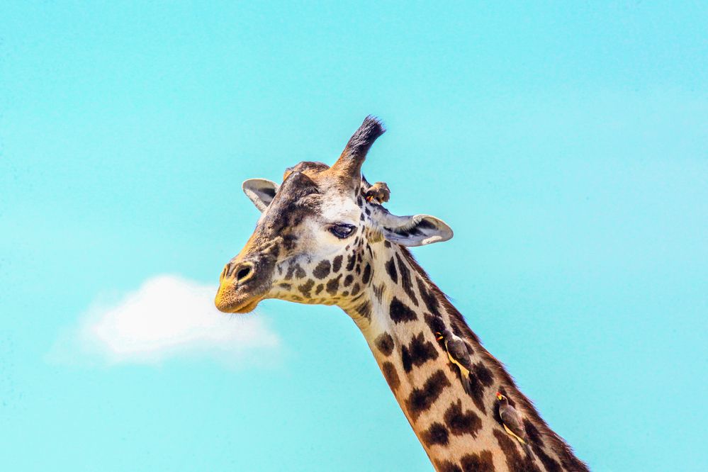 Photograph by Siamak Sabet