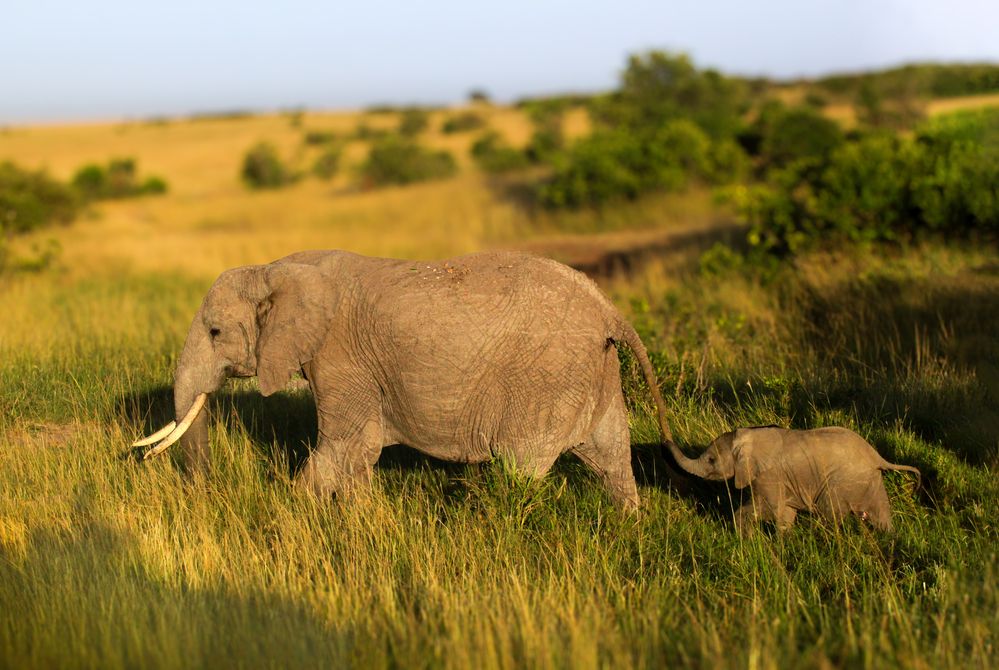 Photograph by Siamak Sabet