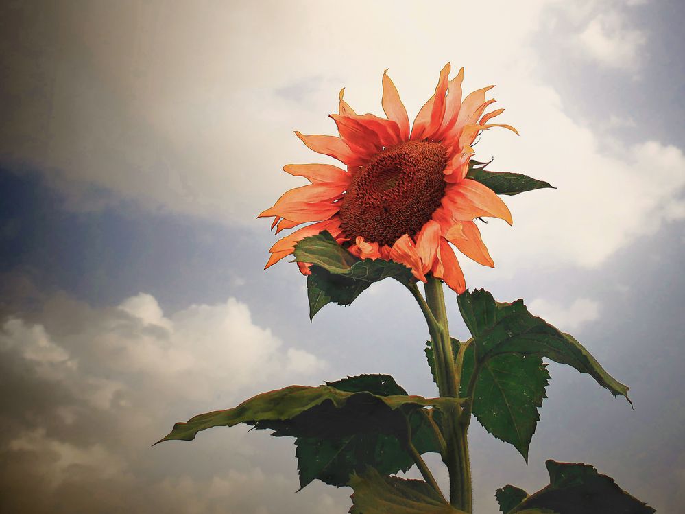 Photograph by Lev Tsenter