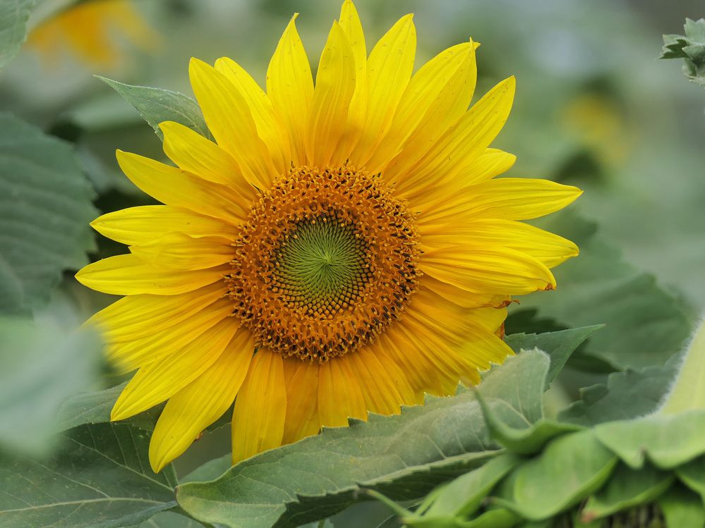 Photograph by Lev Tsenter