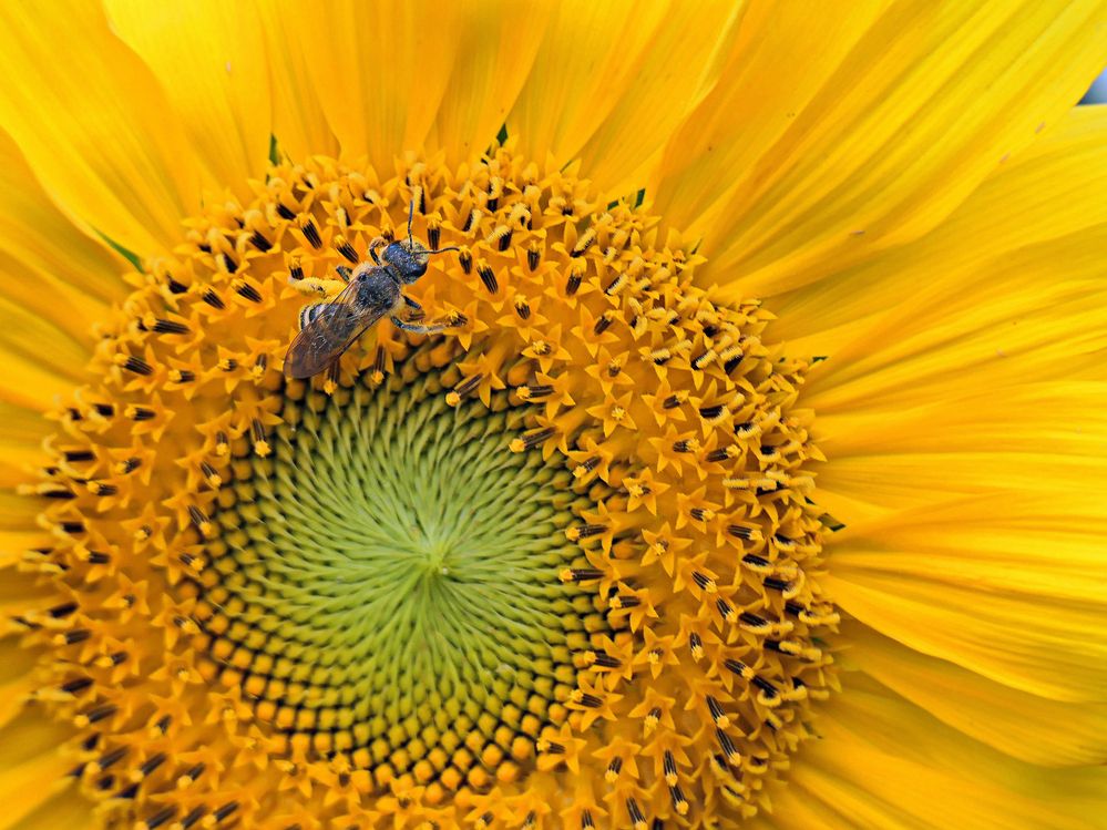 Photograph by Lev Tsenter