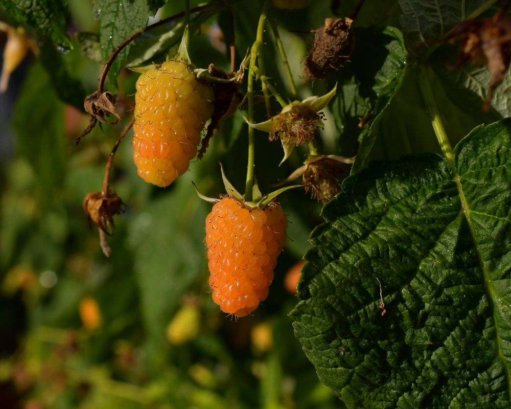 Photograph by Николай Абакумов