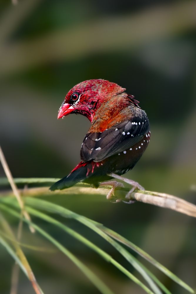 Red Avadavat