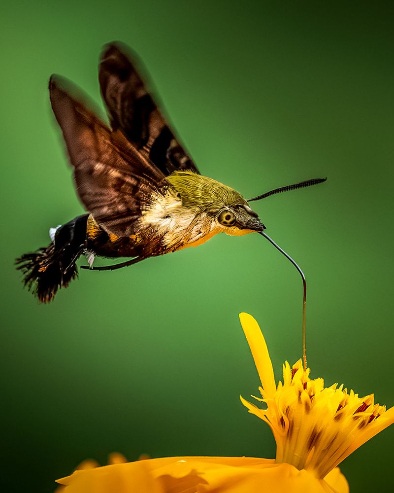 Photograph by Titis Brotosudarmo