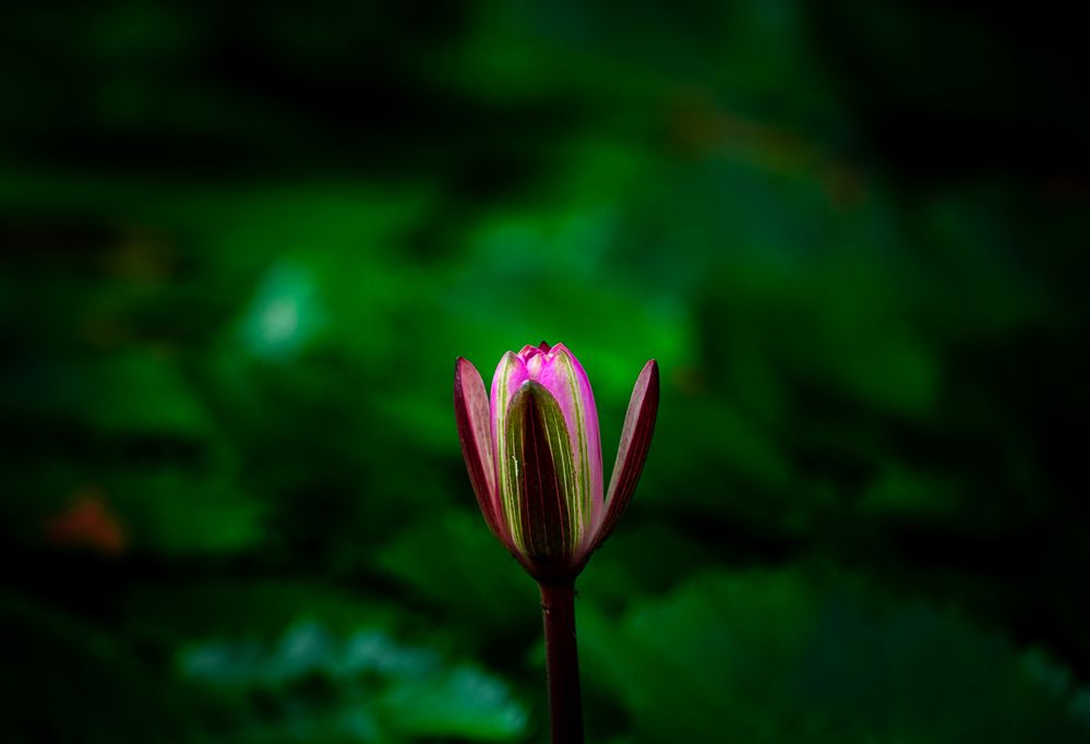 Photograph by Thomas Dunston