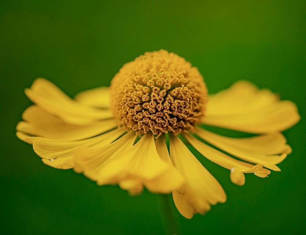 Фотография автора Helena Ivanova