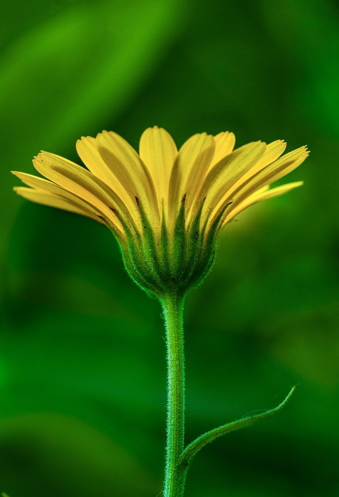 Фотография автора Helena Ivanova