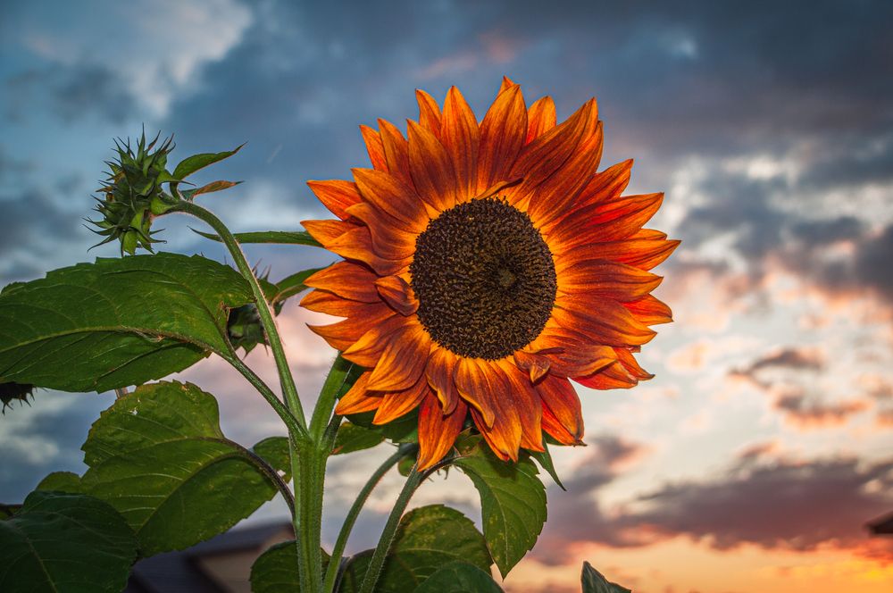 Photograph by Денис Кичев