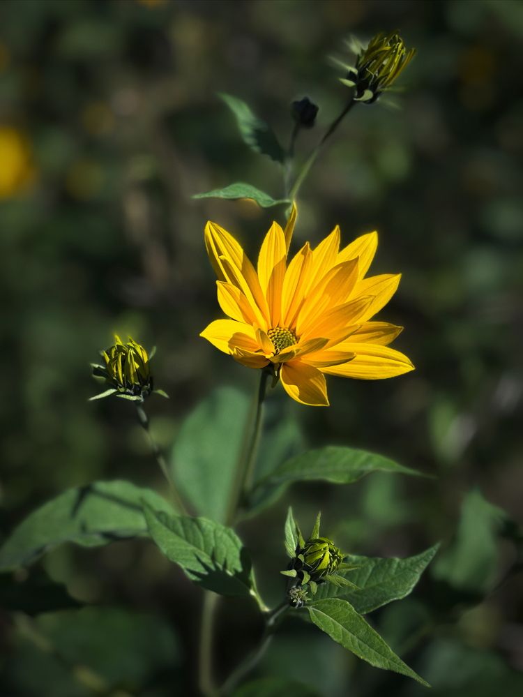 Photograph by Halina Mitsevich