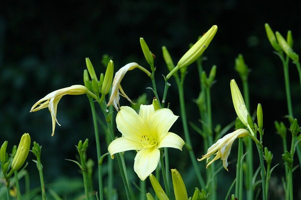 Photograph by jelena konickaja