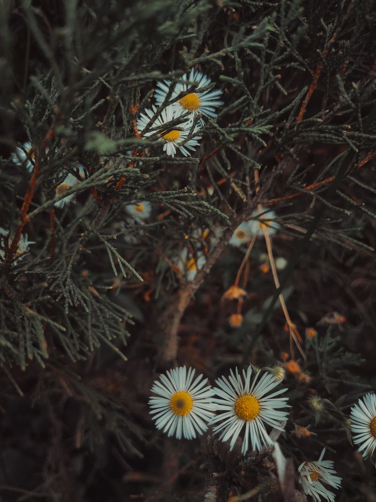 Photograph by Александра Александровна