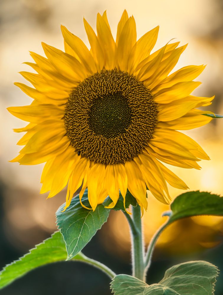 Photograph by Kulikova Albina