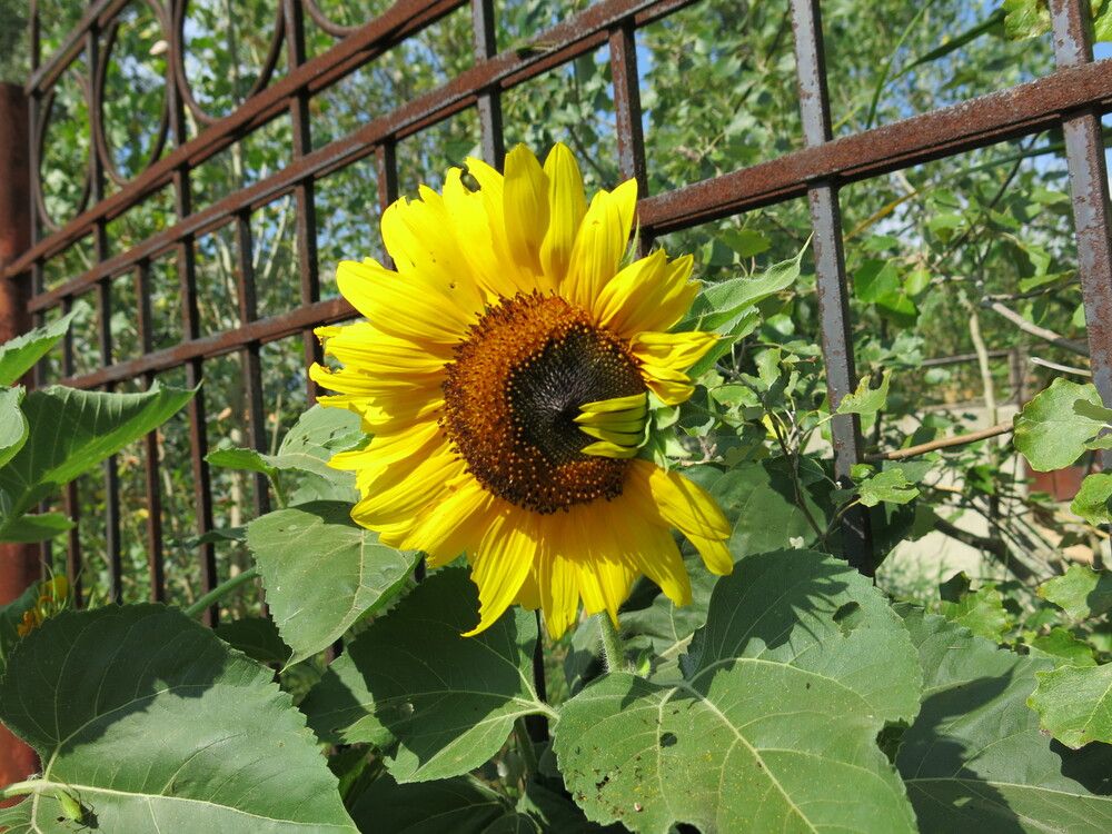 Photograph by ЭЛЬМИРА  ИСМАИЛОВА